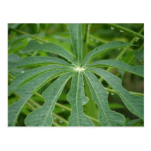 Green Postcard
