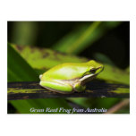 Green Reed Frog Postcard