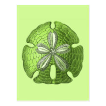 Green Sand Dollar Postcard