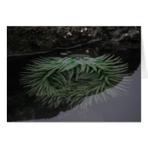 Green Sea Anemone Greeting Cards