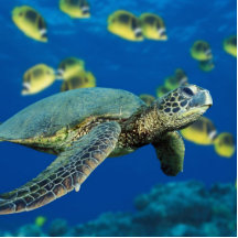 Green Sea Turtle Cut Out