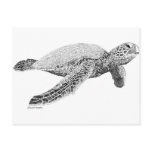 Green Sea Turtle Postcards