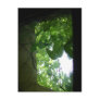 Green Shade Postcard