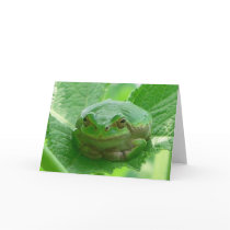Green smiling Frog - close up Card