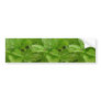 Green Spider On Purple Basil, Claremont, Californi Bumper Sticker