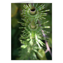 Green Stalk Greeting Cards