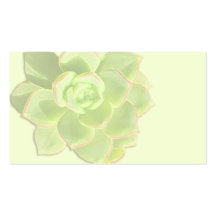 Green Succulent Ivory Place Cards Business Card