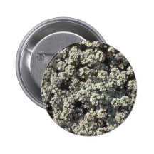Green Sweet Alyssum (Lobularia Maritima) flowers Pin