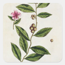 Green Tea, plate 351 from 'A Curious Herbal', publ Square Stickers