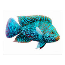Green Texas Cichlid Fish Postcard