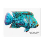 Green Texas Cichlid Postcard