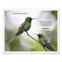 Green Thorntail Photograph