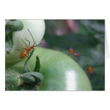 Green Tomatoes and Assassin Bugs - Note Card