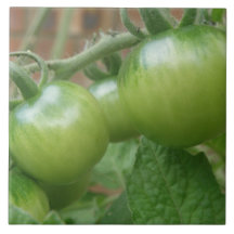 Green Tomatoes Tile