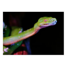 Green Tree Boa Stretching Business Card Template