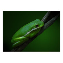 Green Tree Frog ATC Card Business Cards