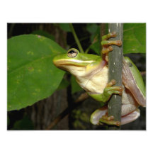 Green Tree Frog Photo Art