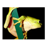 Green Tree Frog Postcards