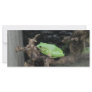 Green Tree Frog Customized Rack Card