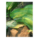 Green Tree Python, and White's Tree Frog Postcard