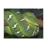 Green Tree Python Post Cards
