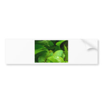 green tree python snake