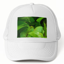 green tree python snake