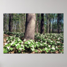 Green Trillium woods flowers Print