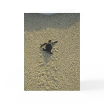 Green Turtle, (Chelonia mydas), hatchling