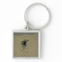 Green Turtle, (Chelonia mydas), hatchling