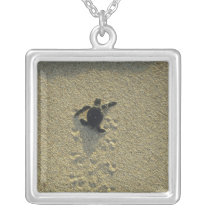 Green Turtle, (Chelonia mydas), hatchling