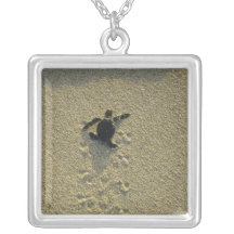 Green Turtle, (Chelonia mydas), hatchling Necklaces