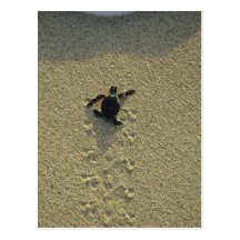 Green Turtle, (Chelonia mydas), hatchling Post Cards