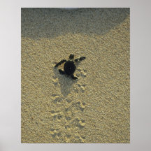 Green Turtle, (Chelonia mydas), hatchling Print