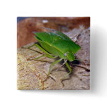 Green Vegetable Bug Pins