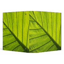 Green veined leaves of tropical foliage in 2