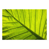 Green veined leaves of tropical foliage in 2