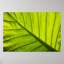 Green veined leaves of tropical foliage in 2