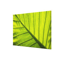 Green veined leaves of tropical foliage in