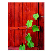 Green Vine On Red Barn Post Cards