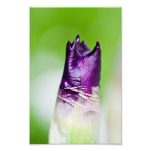 green welcomes purple art photo