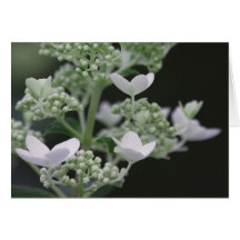 Green & White Greeting Card