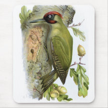 Green Woodpecker - Picus viridis Mouse Pads