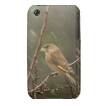 Greenfinch  iPhone 3G/3GS Barely There Case Case-Mate iPhone 3 Cases