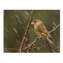 Greenfinch Postcard