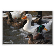 Greenhead Photograph