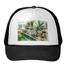 Greenhouse With Cactus