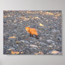Greenland Fox Print