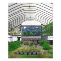 "Greens" Art Photo
