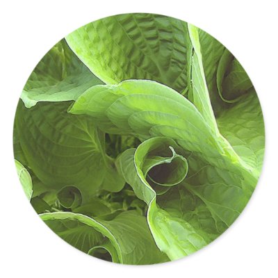 Greens Stickers by carrollgraphix